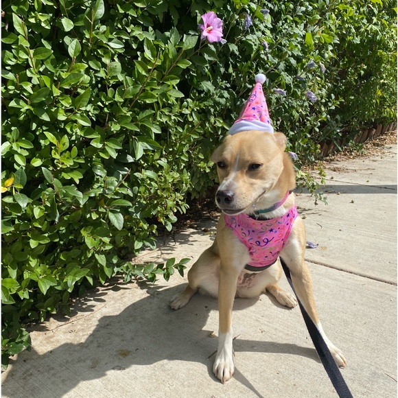 Other - NEW pet hat& Tshirt set (NWT)